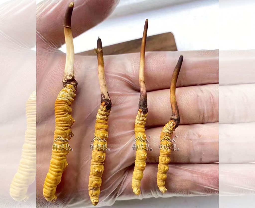虫草的食用方法：虫草一次吃几根？