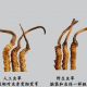 虫草鉴别方法|野生鲜冬虫夏草和人工虫草的区别是什么？如何辨别？