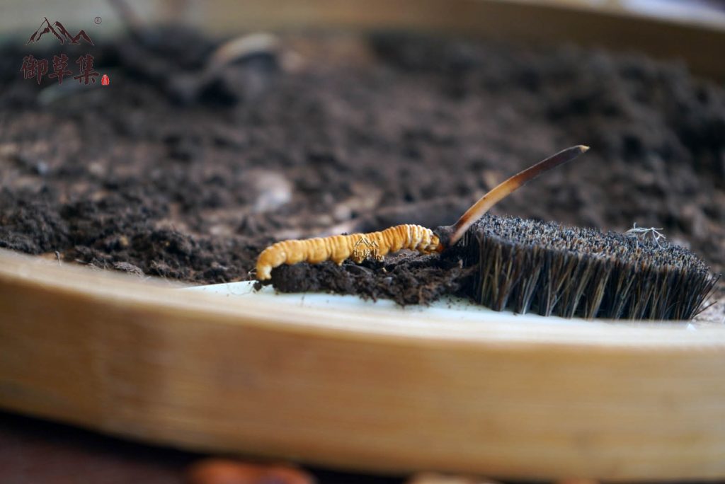 冬虫夏草保存方法|新鲜冬虫夏草怎么储存才能保证营养不流失