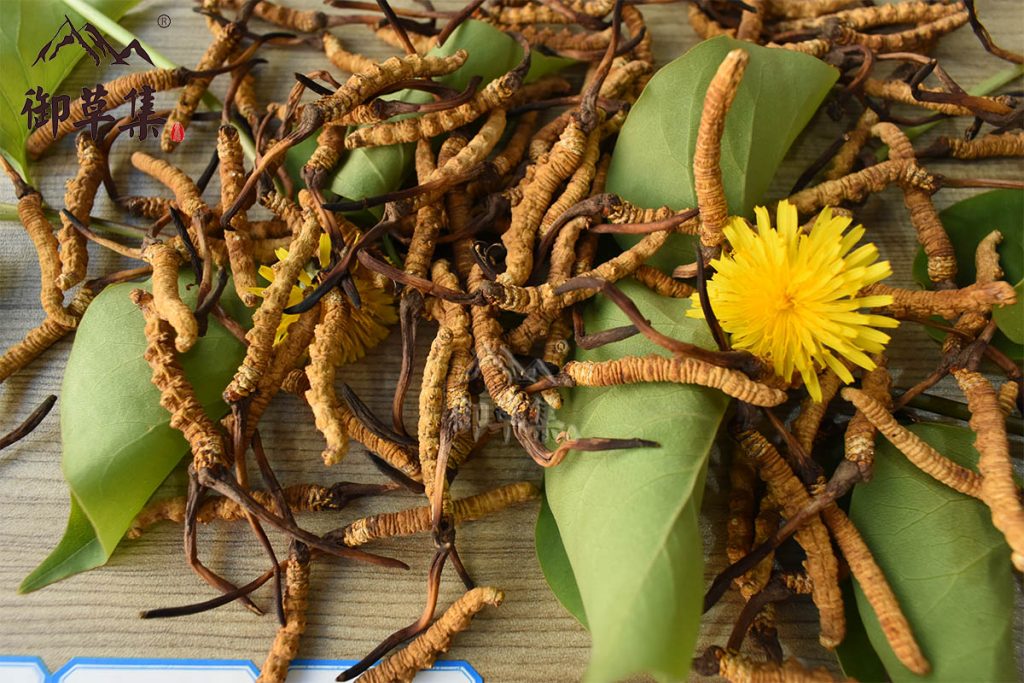 冬虫夏草功效|“中药三宝”之中的冬虫夏草，能给身体带来哪些改变和好处？